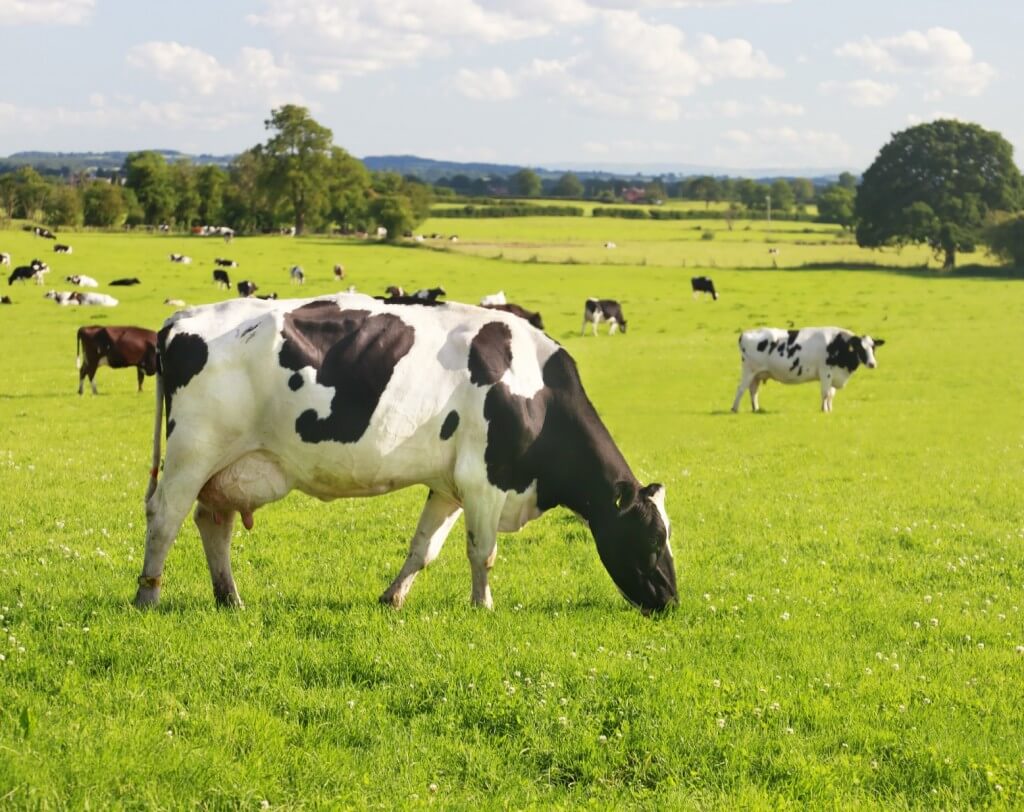 Scottish Intelligent Growth Solutions to Partner with Madar Farms in Indoor Farming